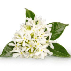 Neroli lillevesi 1 L orgaaniline